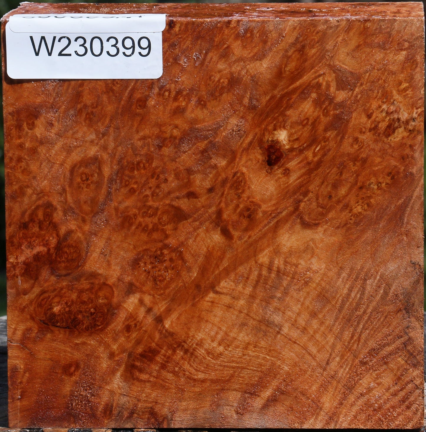 Maple Burl Bowl Blank