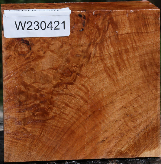 Maple Burl Bowl Blank