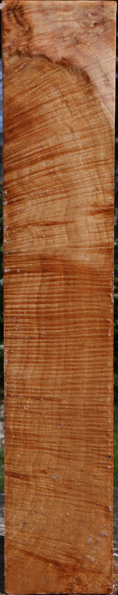 Maple Burl Peppermill