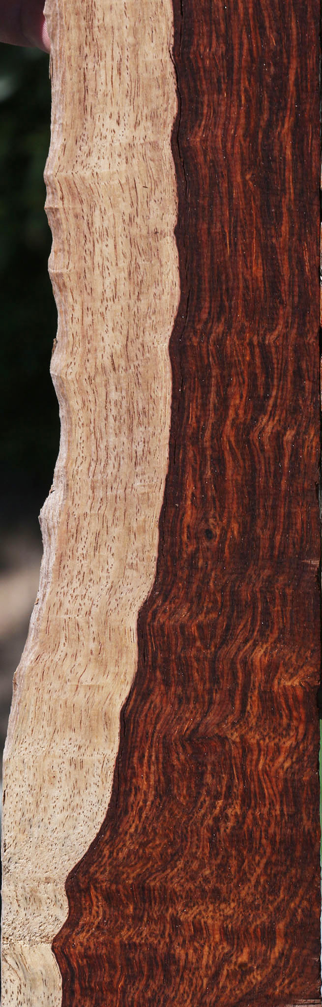 Extra Fancy Cocobolo Live Edge Micro Lumber