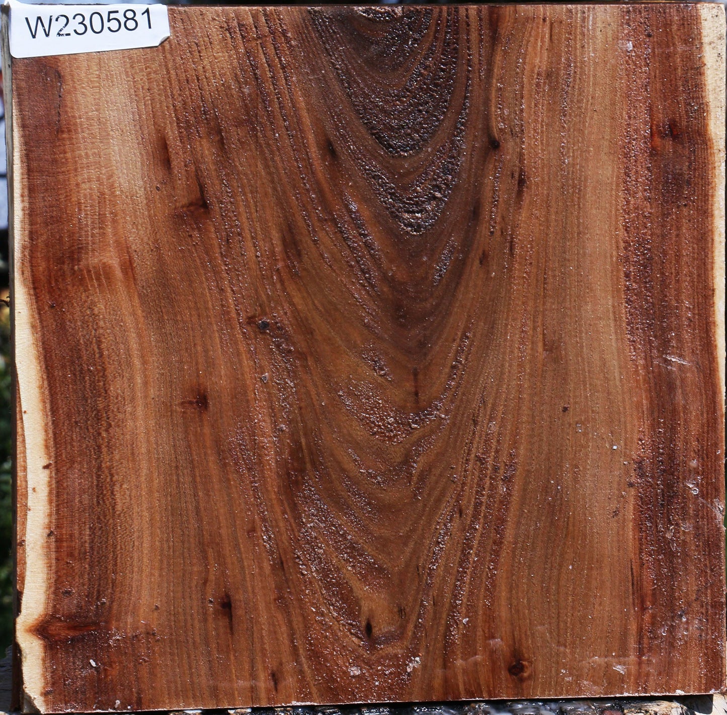 Elm Live Edge Bowl Blank