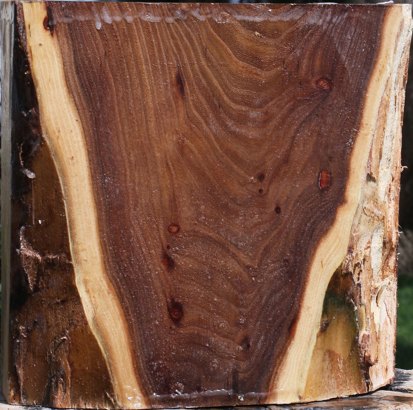 Elm Live Edge Bowl Blank