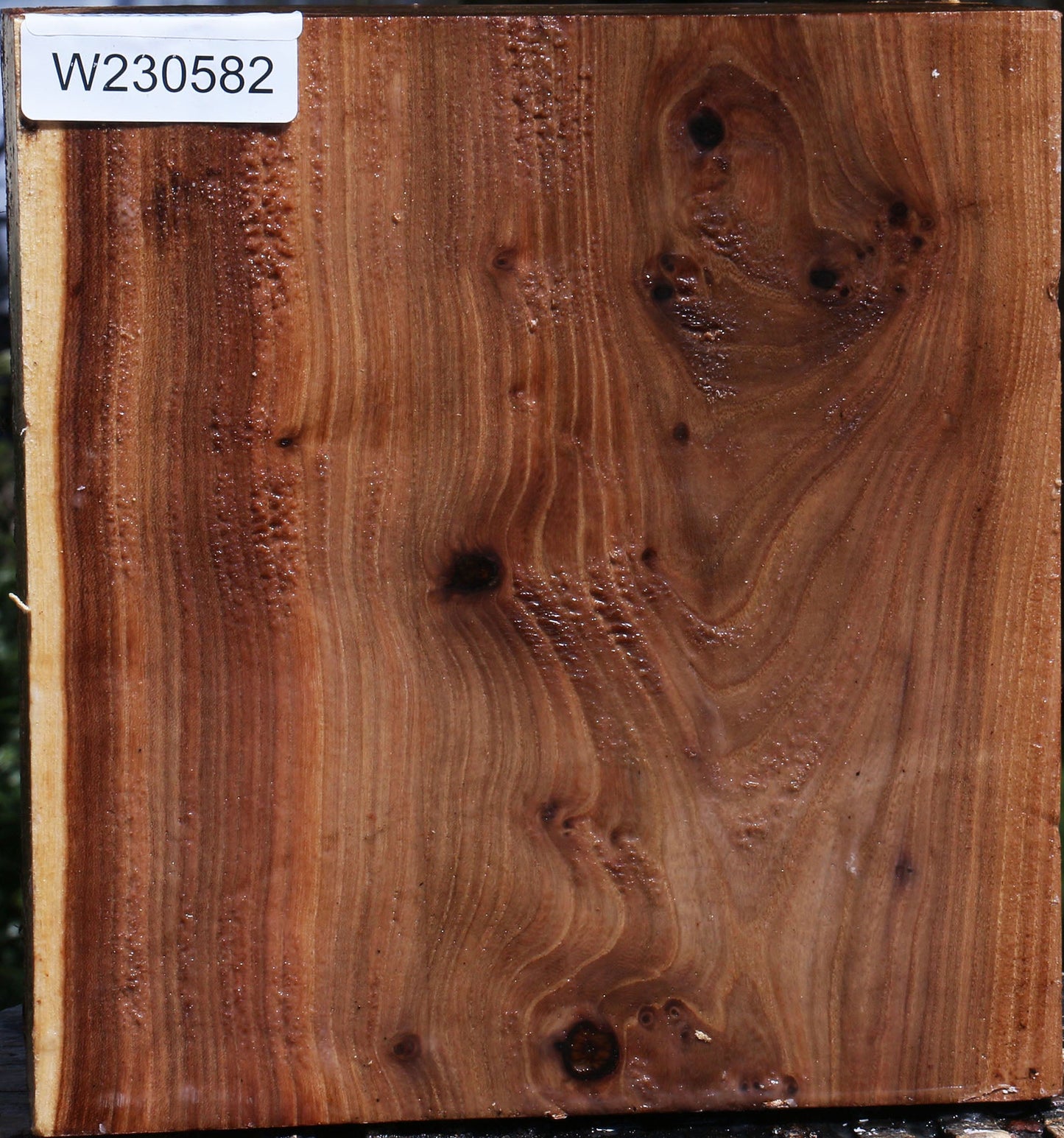 Elm Live Edge Bowl Blank