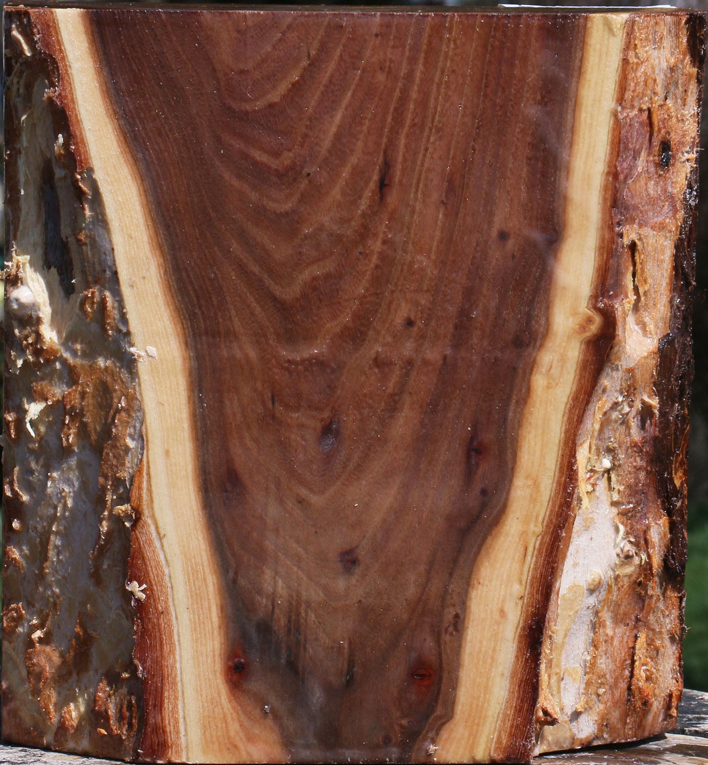 Elm Live Edge Bowl Blank