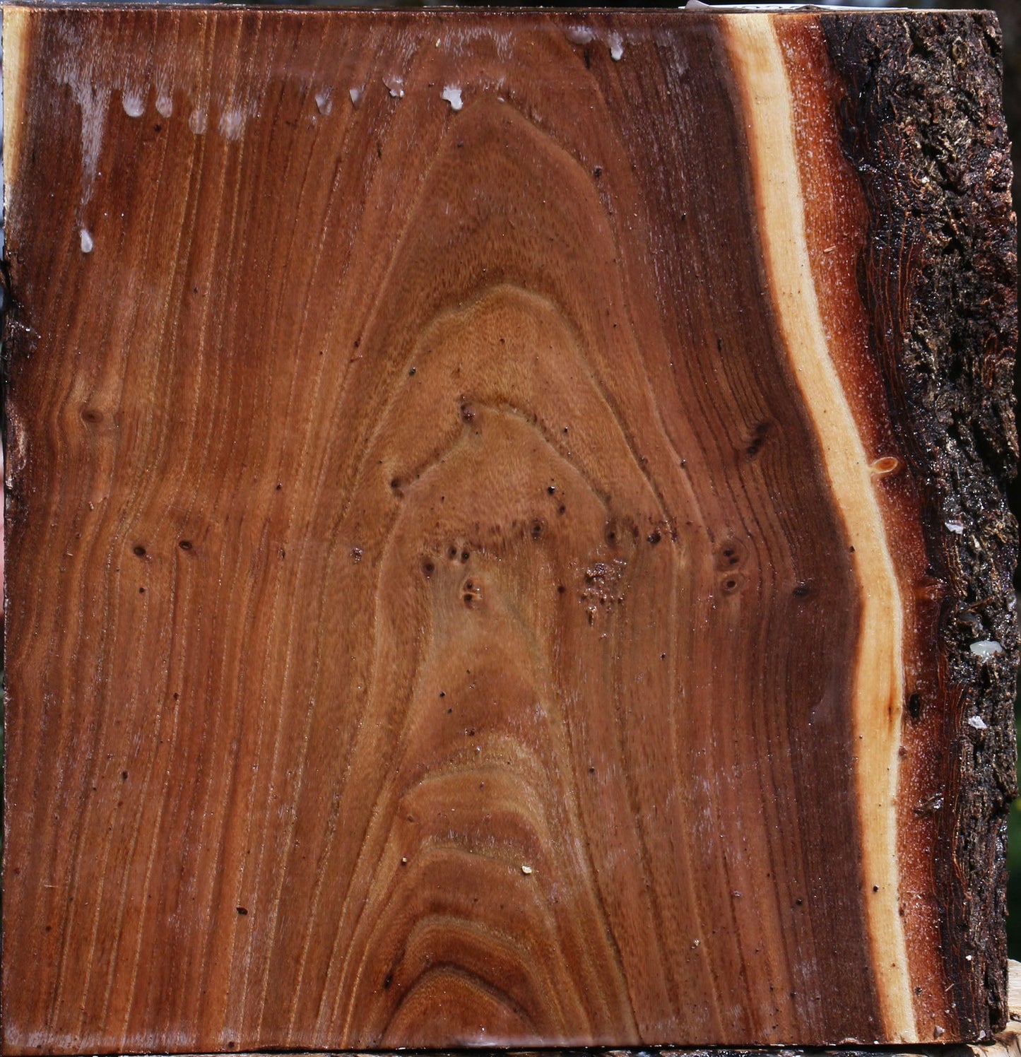 Elm Live Edge Bowl Blank