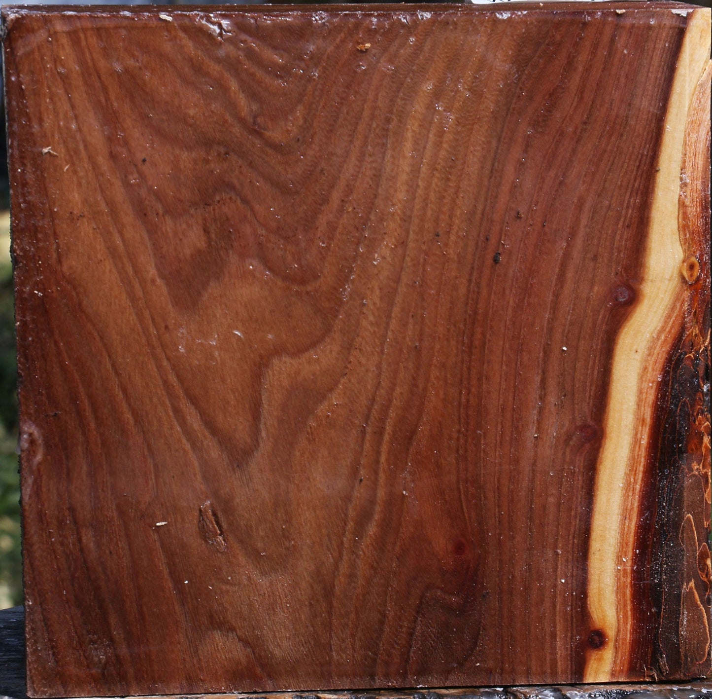 Elm Bowl Blank