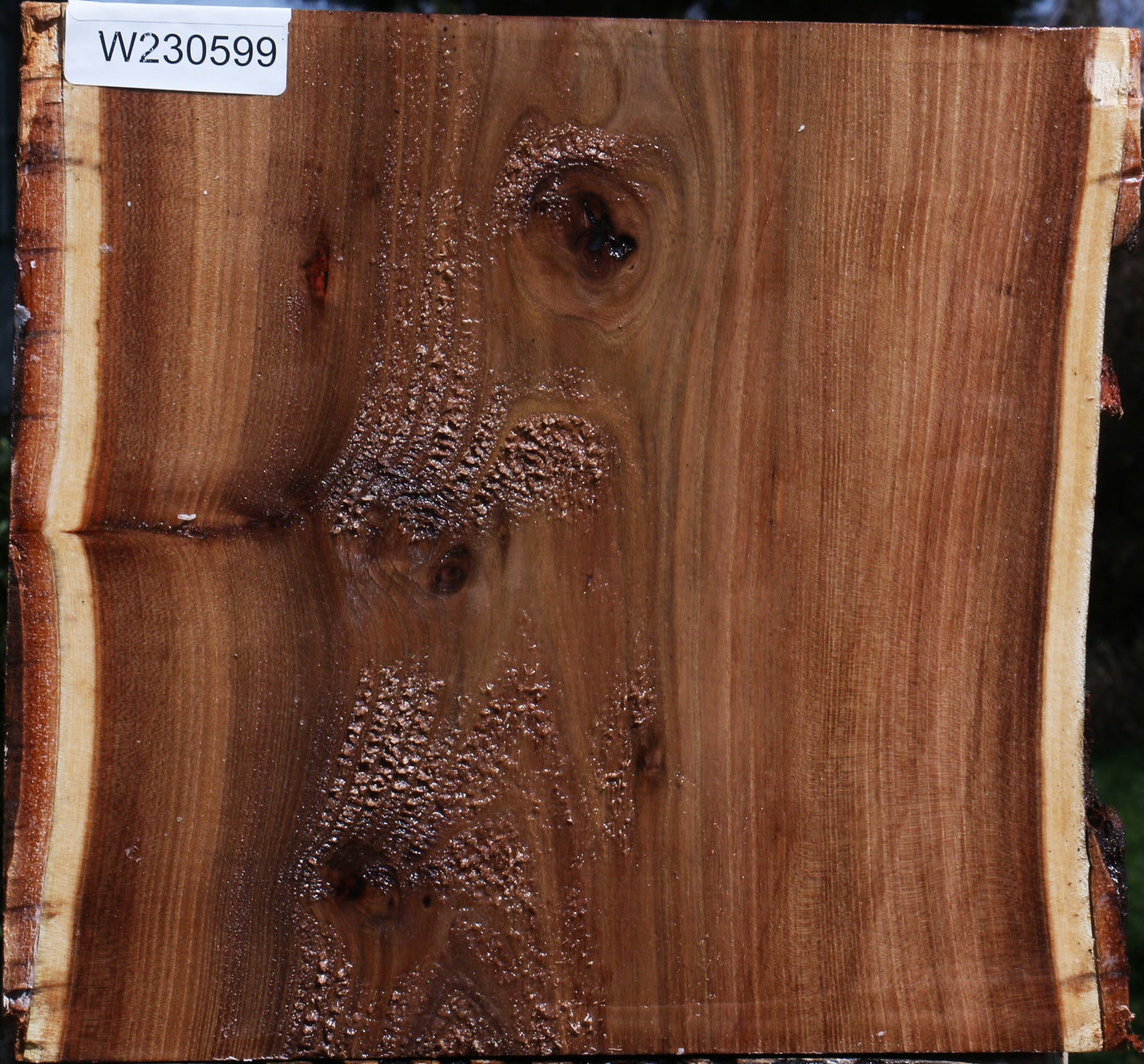 Elm Live Edge Bowl Blank