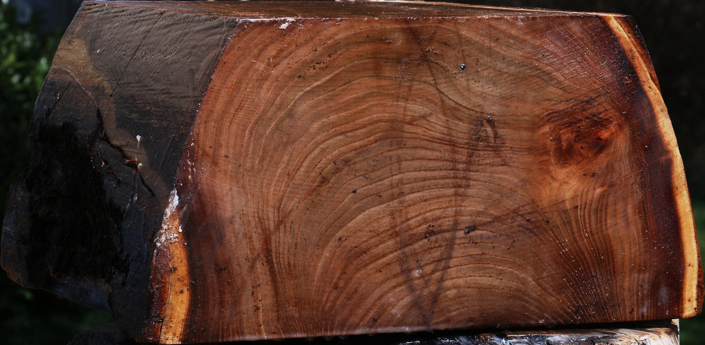 Elm Live Edge Bowl Blank