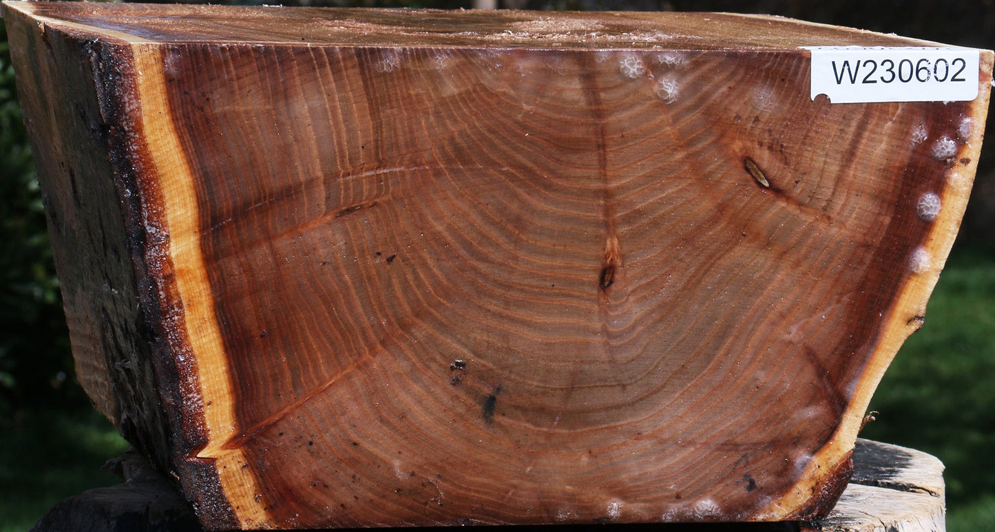 Elm Live Edge Bowl Blank