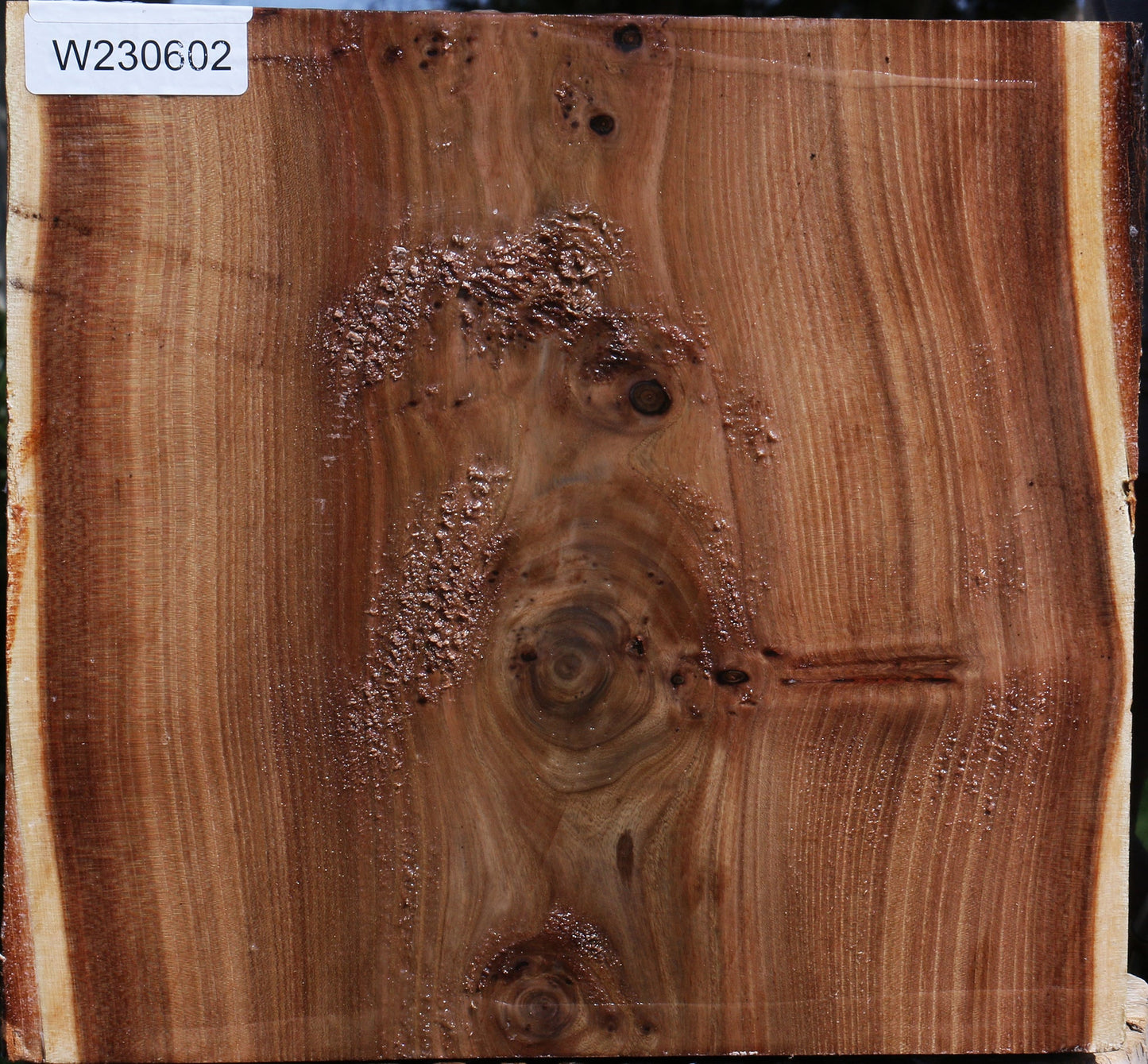 Elm Live Edge Bowl Blank