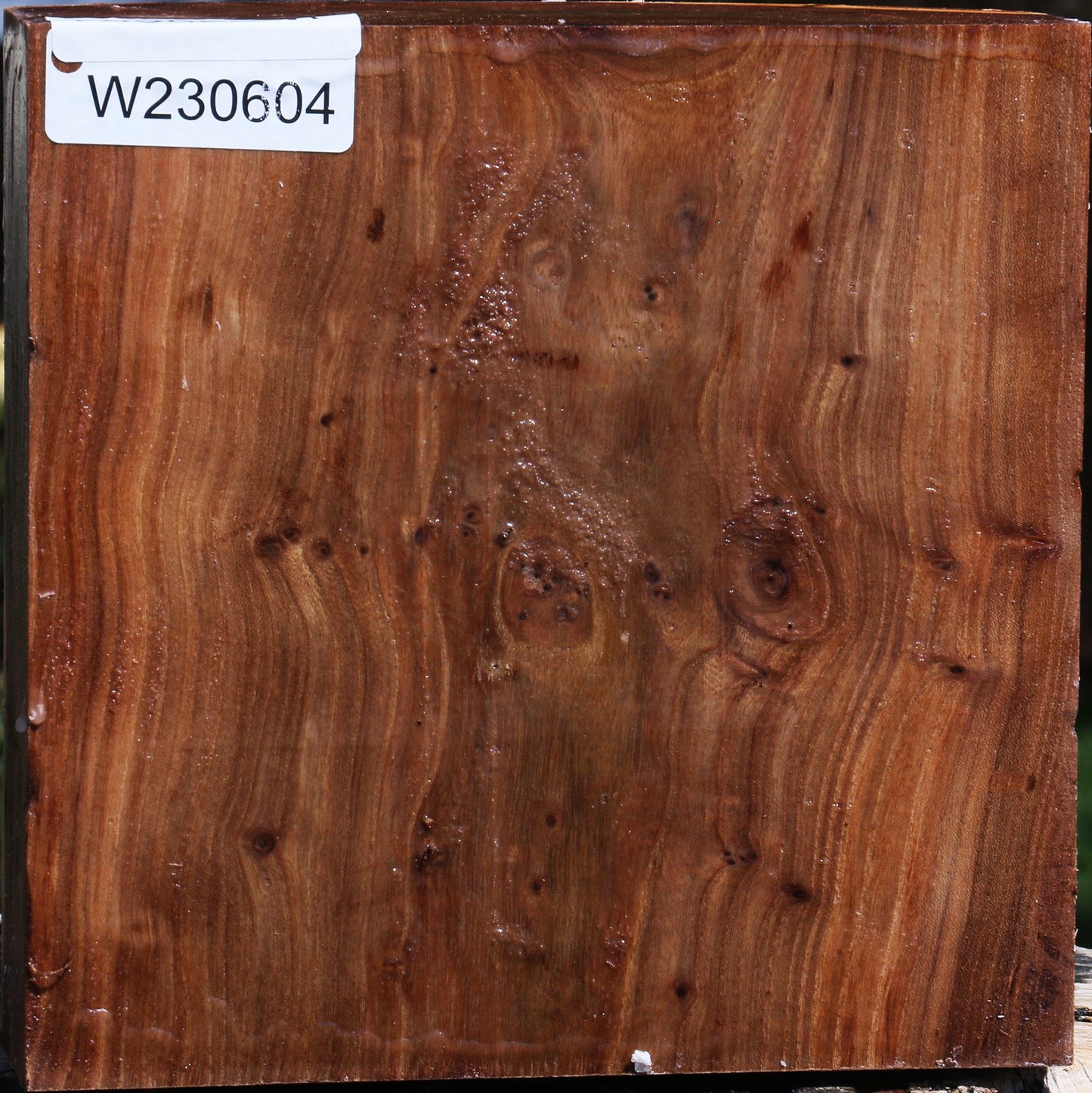 Elm Live Edge Bowl Blank