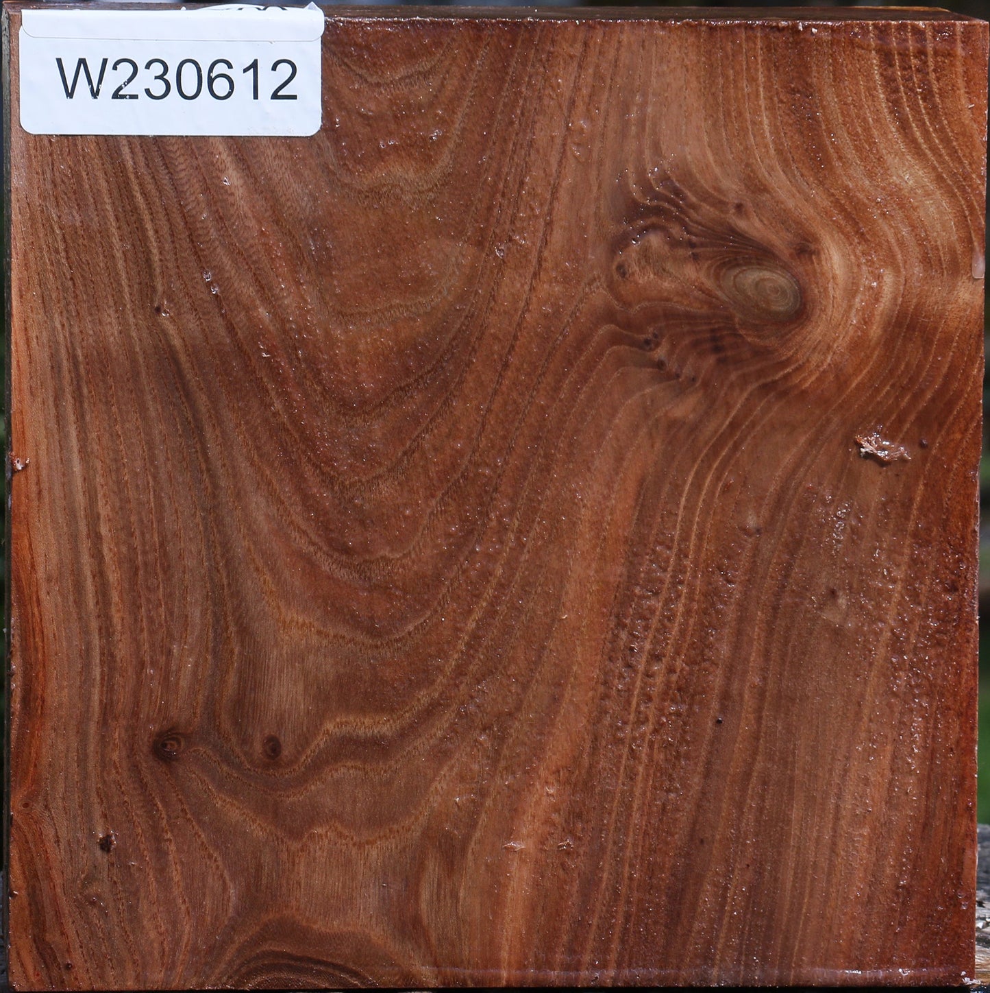 Figured Elm Bowl Blank