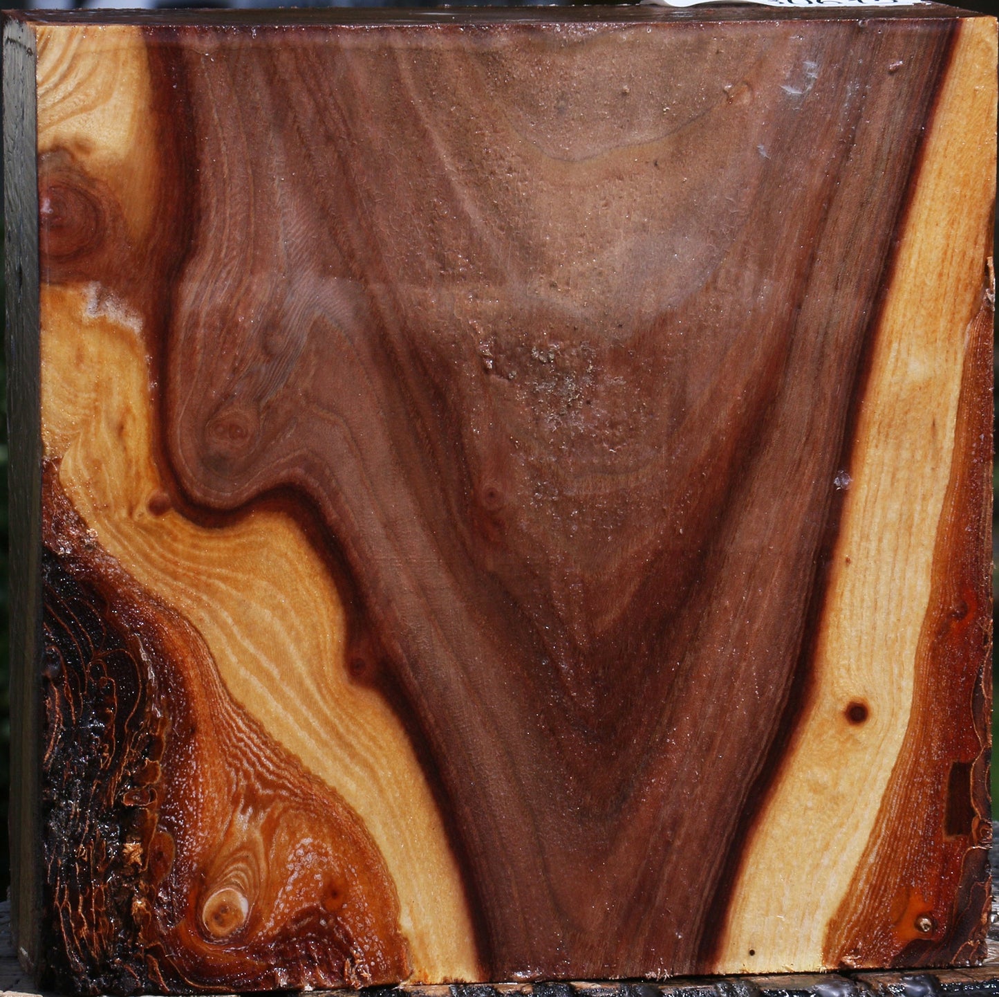 Figured Elm Bowl Blank