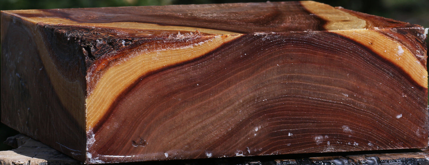 Figured Elm Bowl Blank