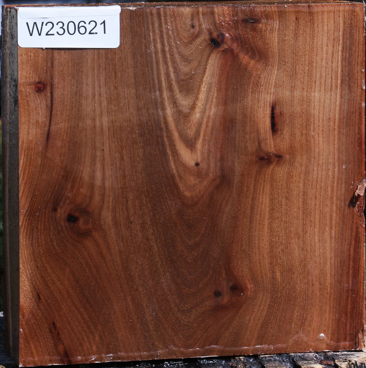 Elm Live Edge Bowl Blank