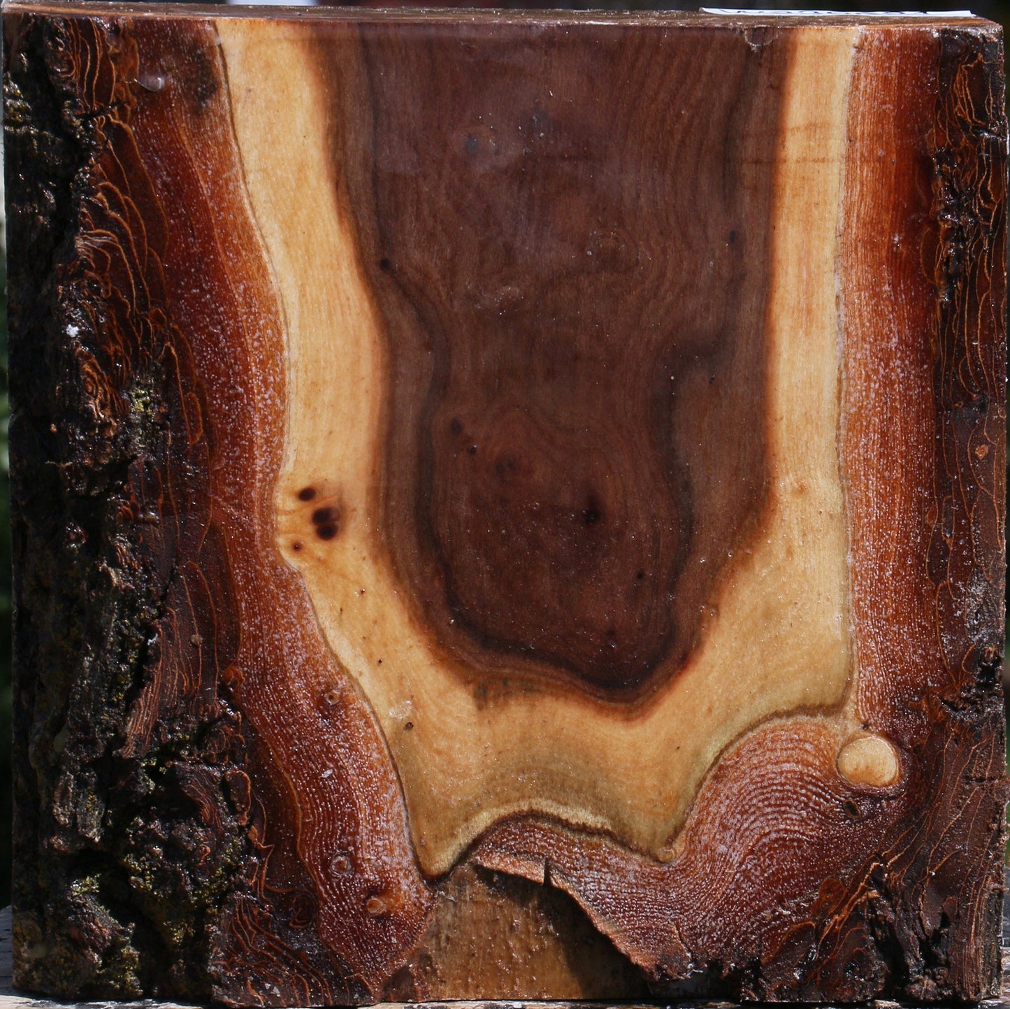 Elm Live Edge Bowl Blank