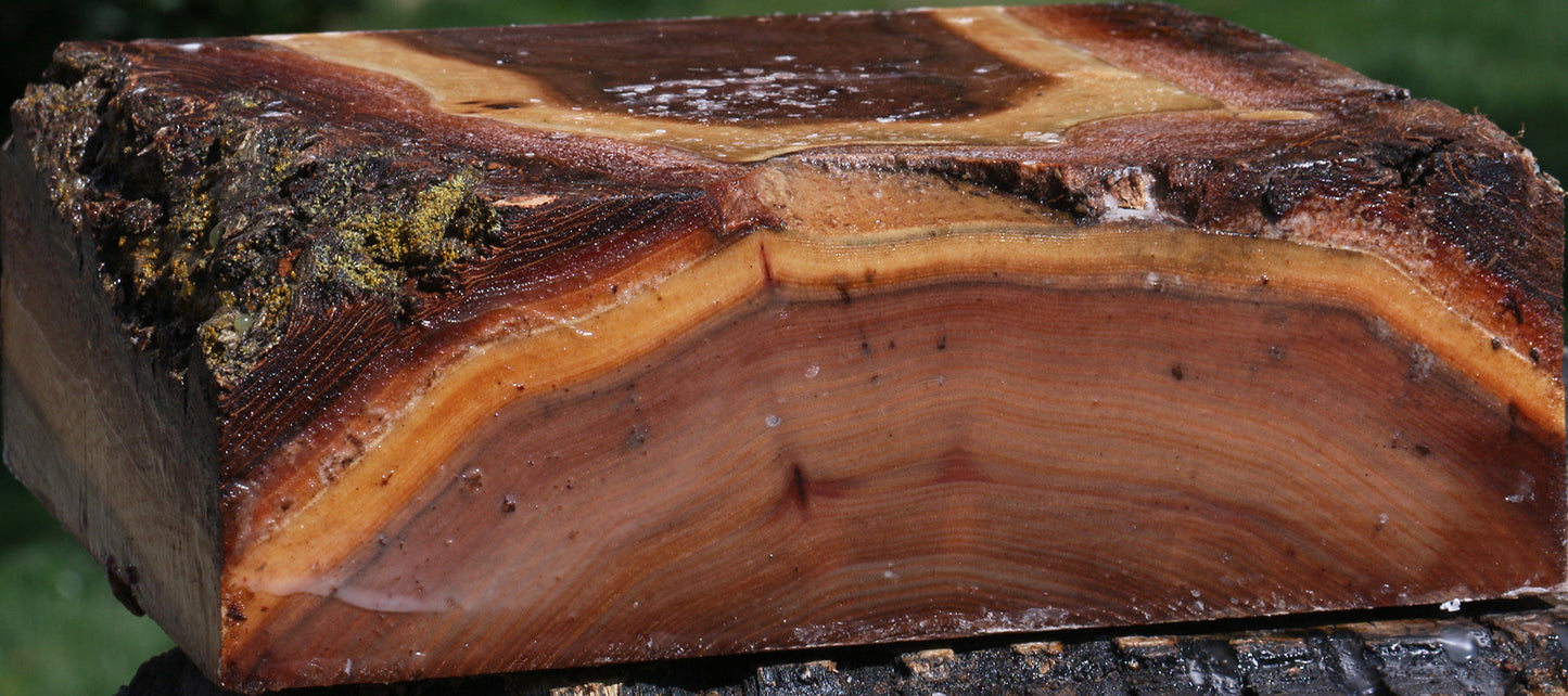 Elm Live Edge Bowl Blank