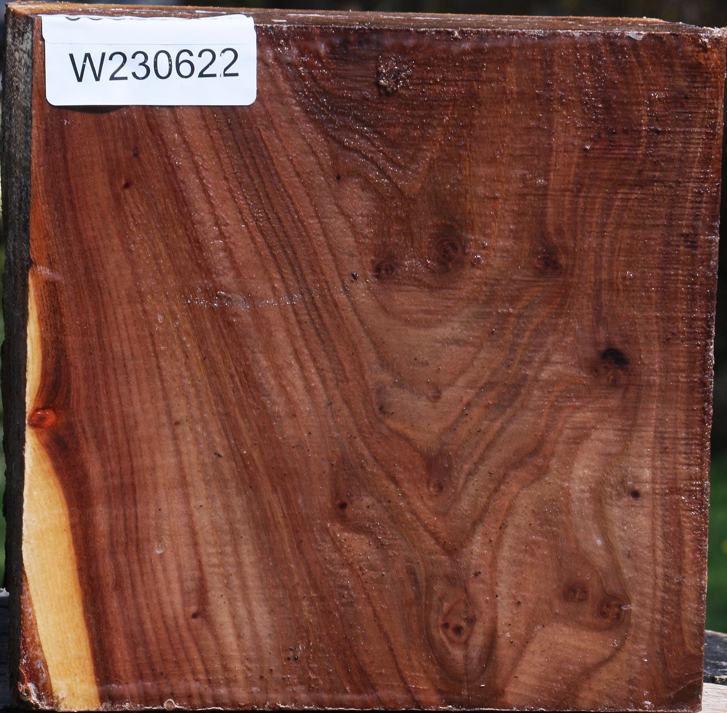 Extra Fancy Elm Live Edge Bowl Blank