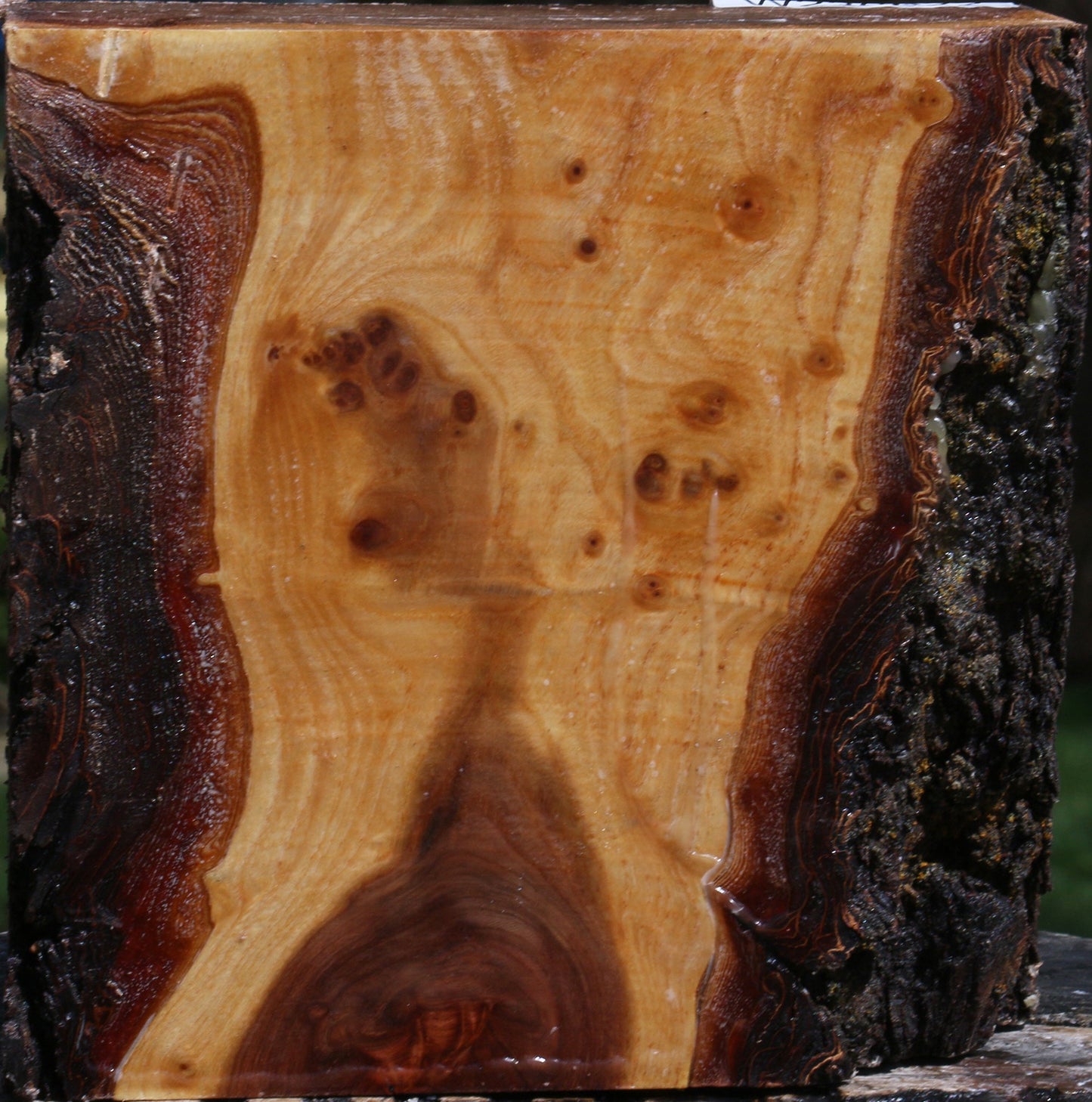 Extra Fancy Elm Live Edge Bowl Blank