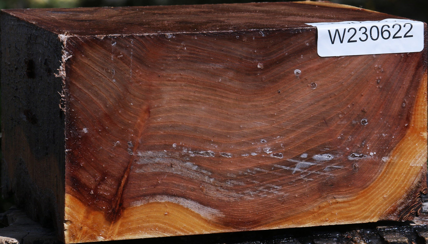 Extra Fancy Elm Live Edge Bowl Blank