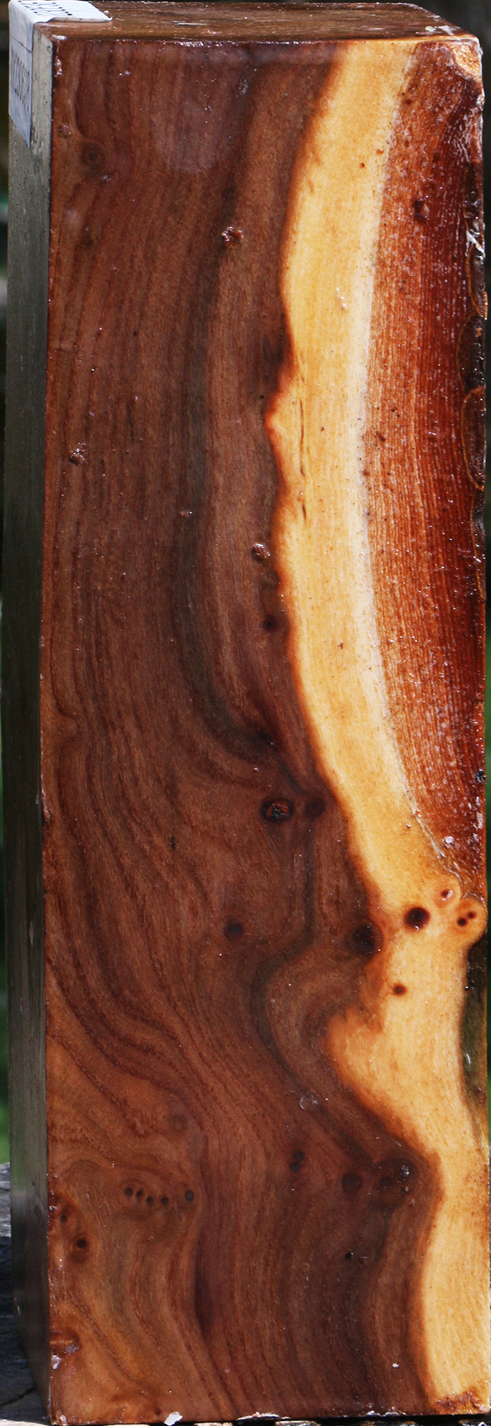 Elm Turning Blank
