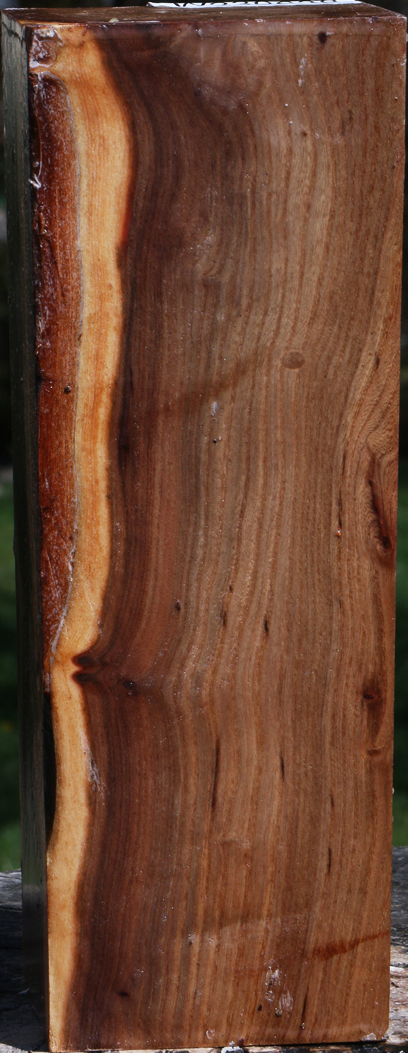 Elm Turning Blank