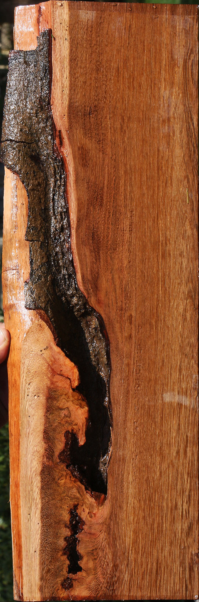 Rustic Sucupira Live Edge Lumber