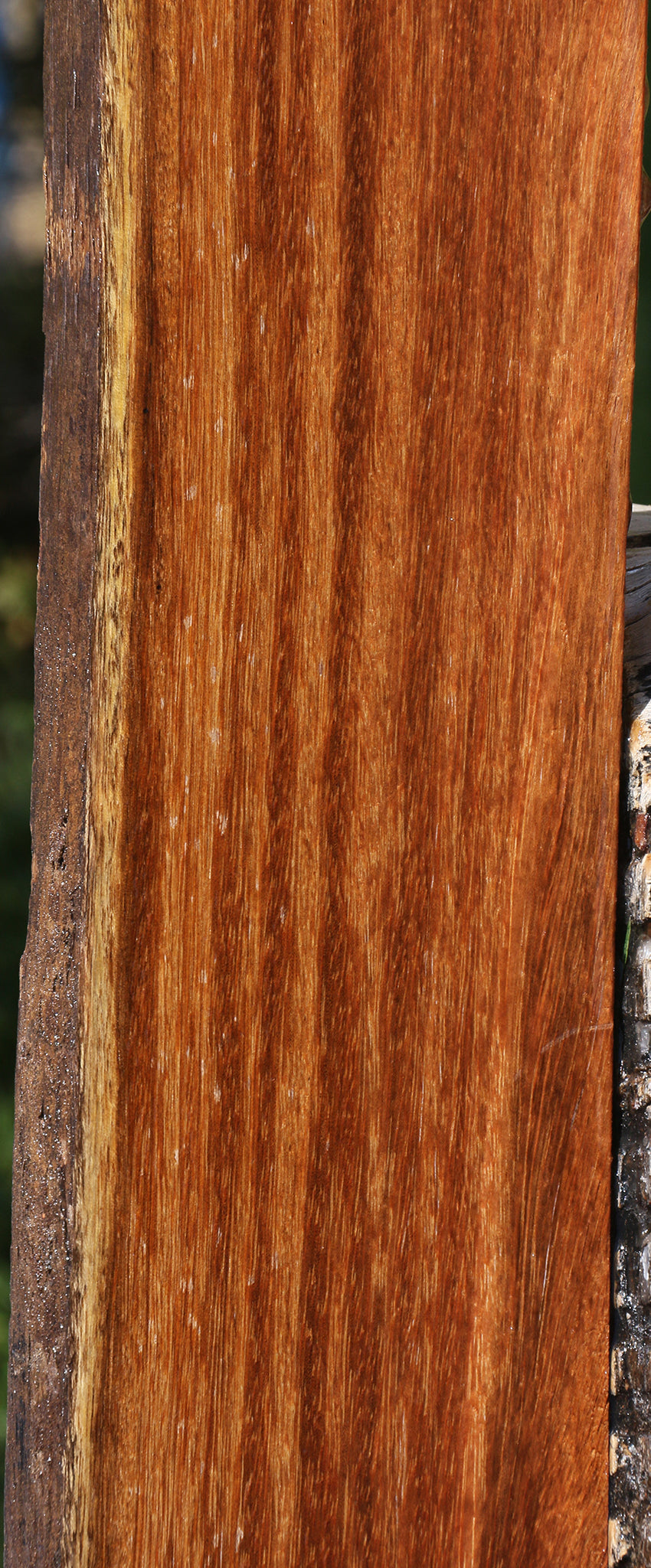 Sucupira Live Edge Lumber