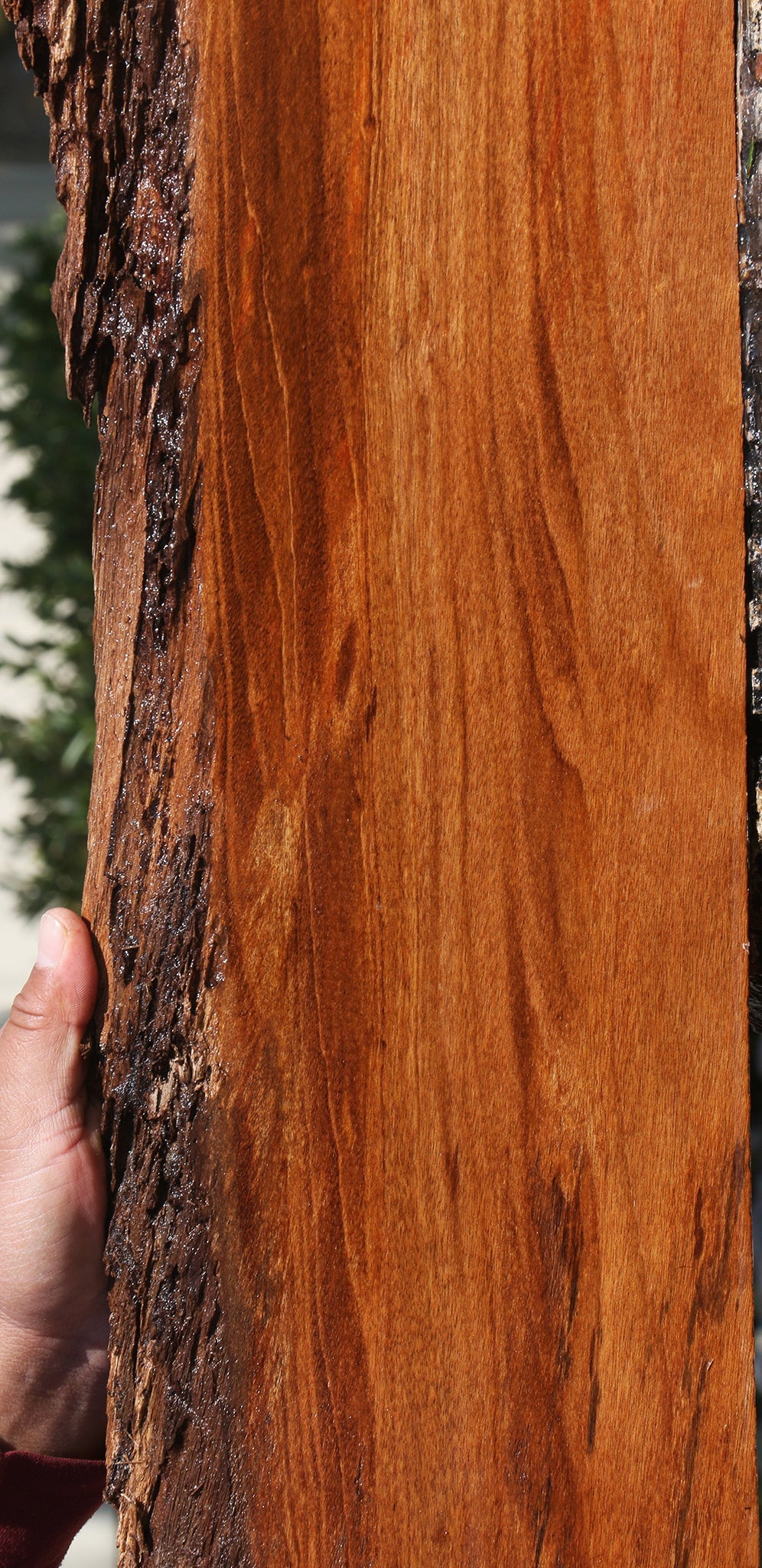 Angelim Pedra Live Edge Lumber