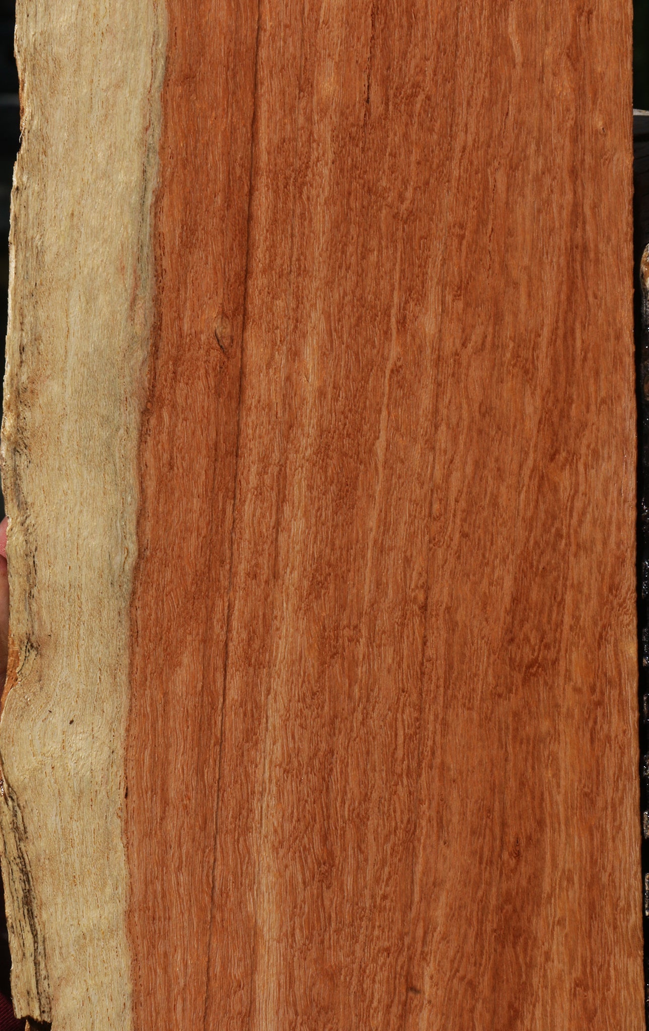 Mansonia Live Edge Lumber