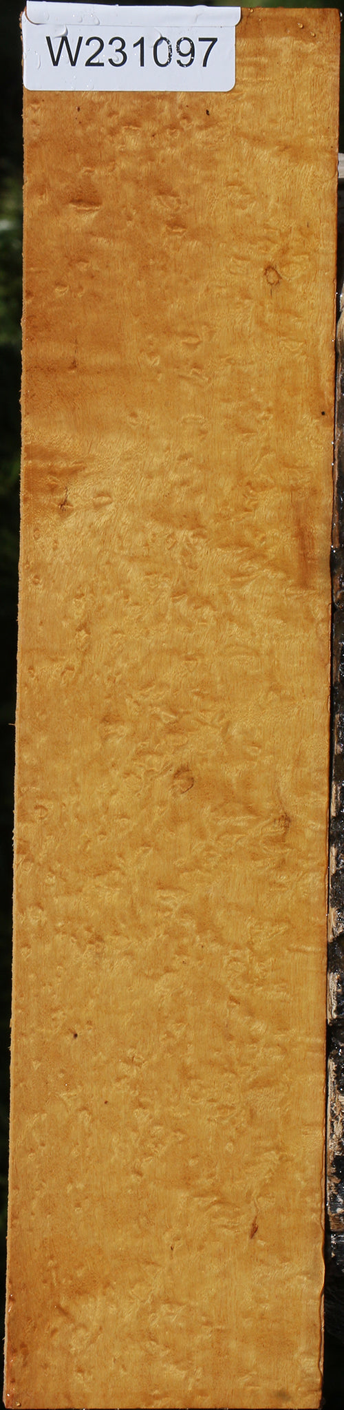 Exhibition Timborana Micro Lumber