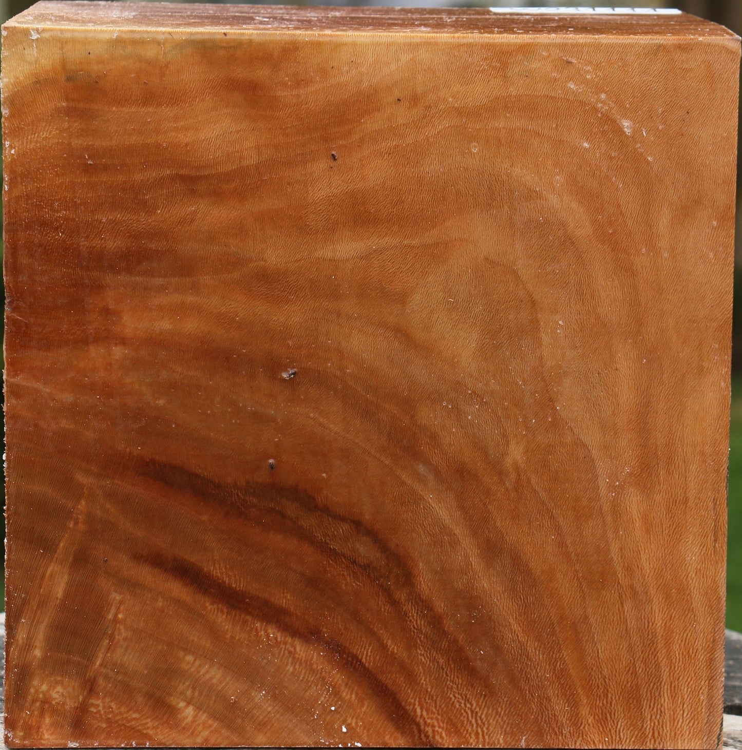 Sycamore Bowl Blank