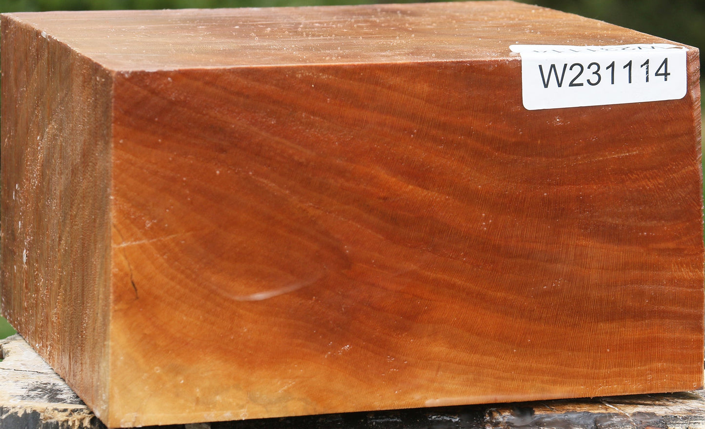 Sycamore Bowl Blank