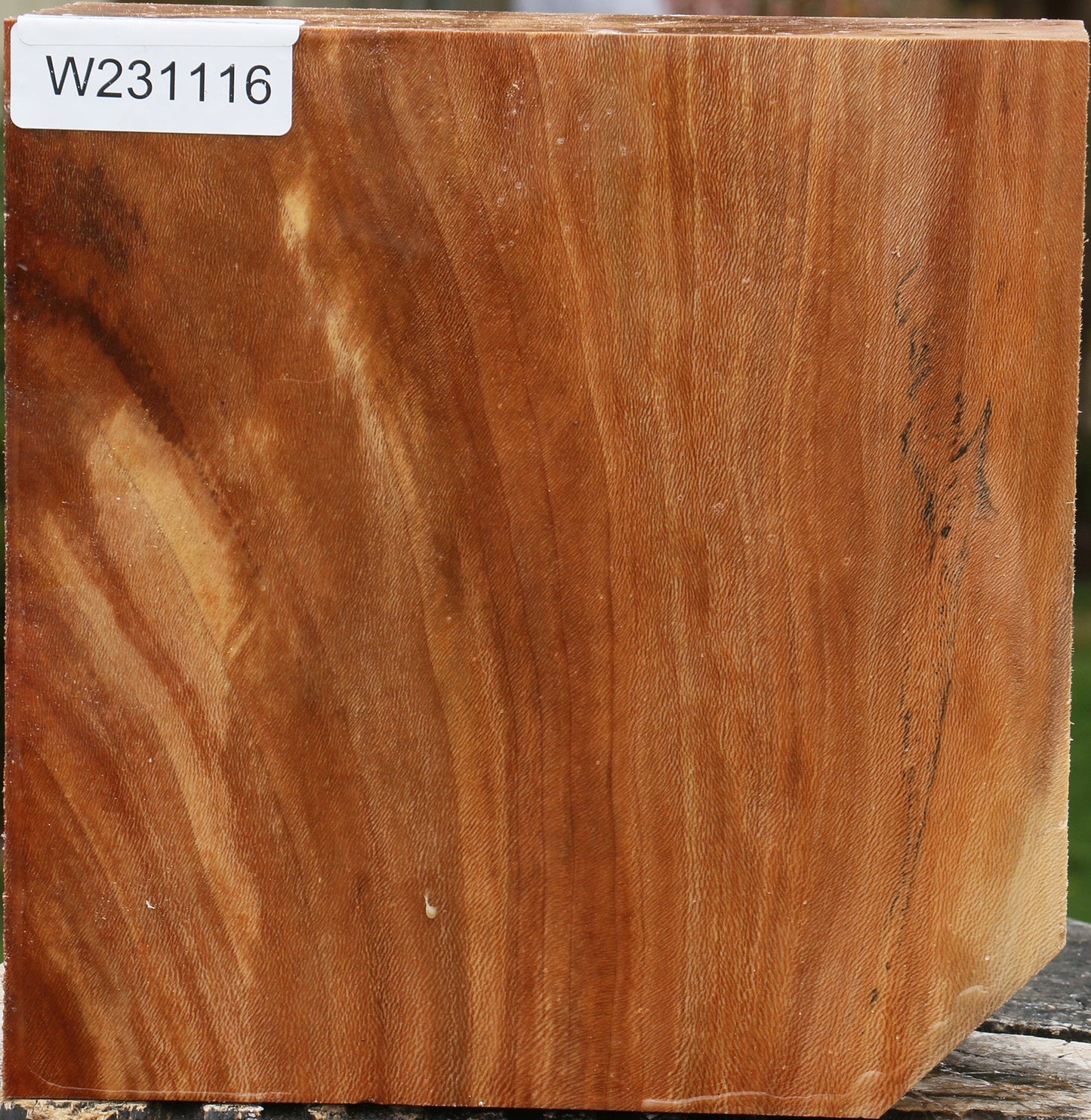 Sycamore Bowl Blank