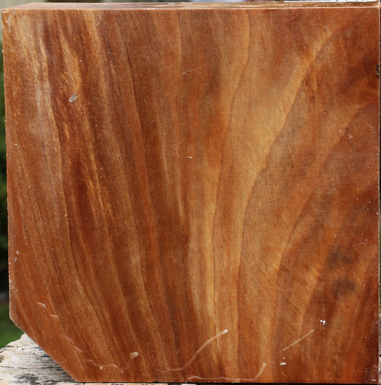 Sycamore Bowl Blank
