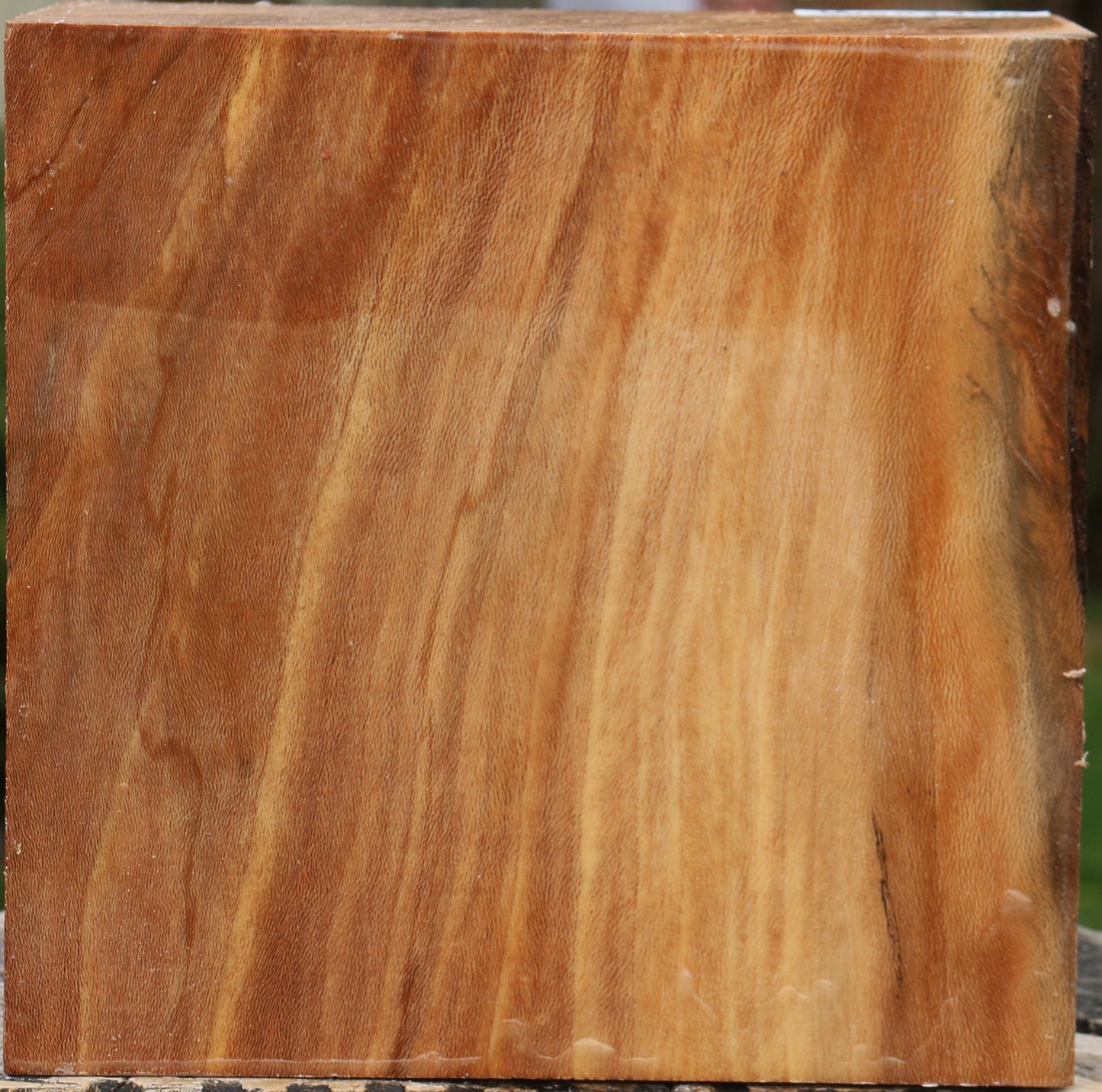Sycamore Bowl Blank