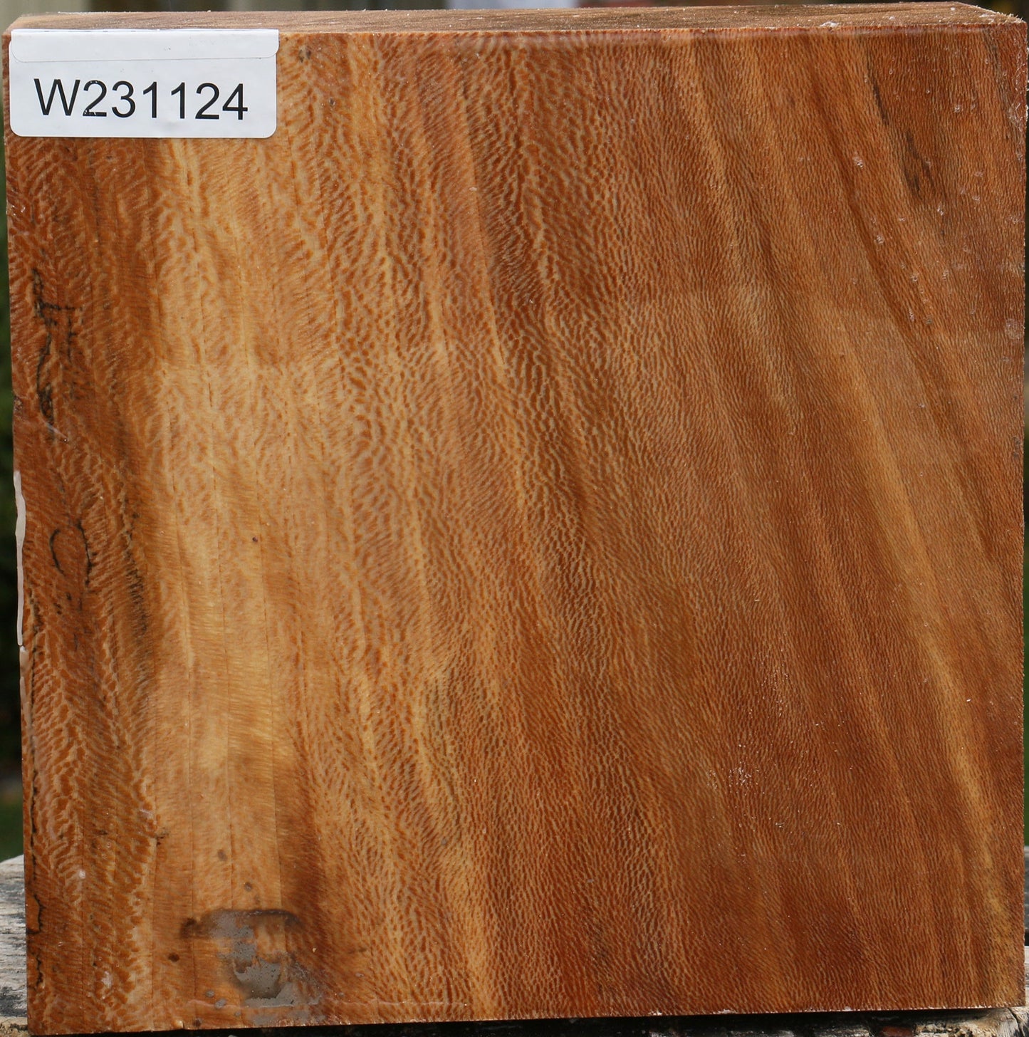 Sycamore Bowl Blank