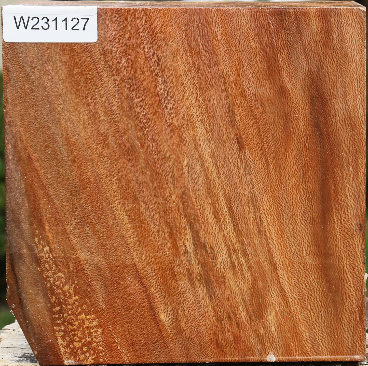 Sycamore Bowl Blank