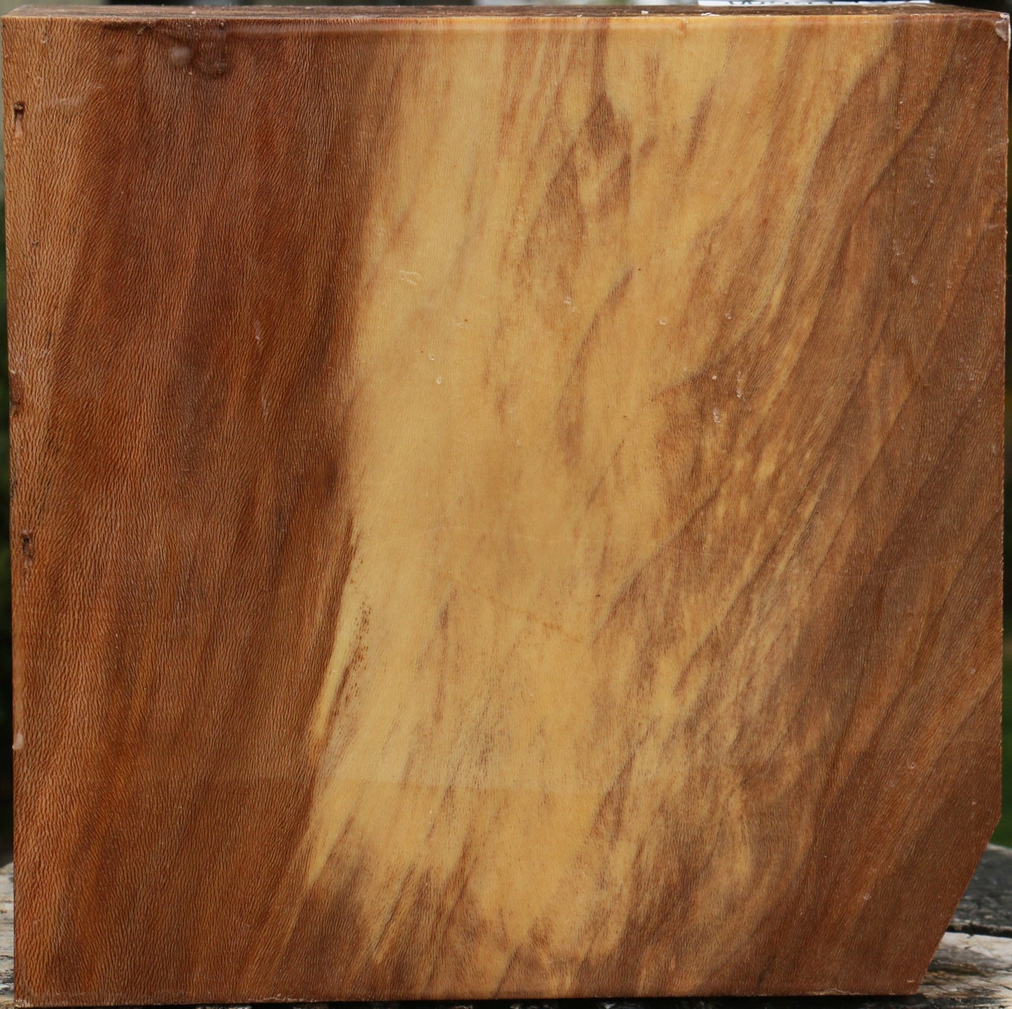 Sycamore Bowl Blank
