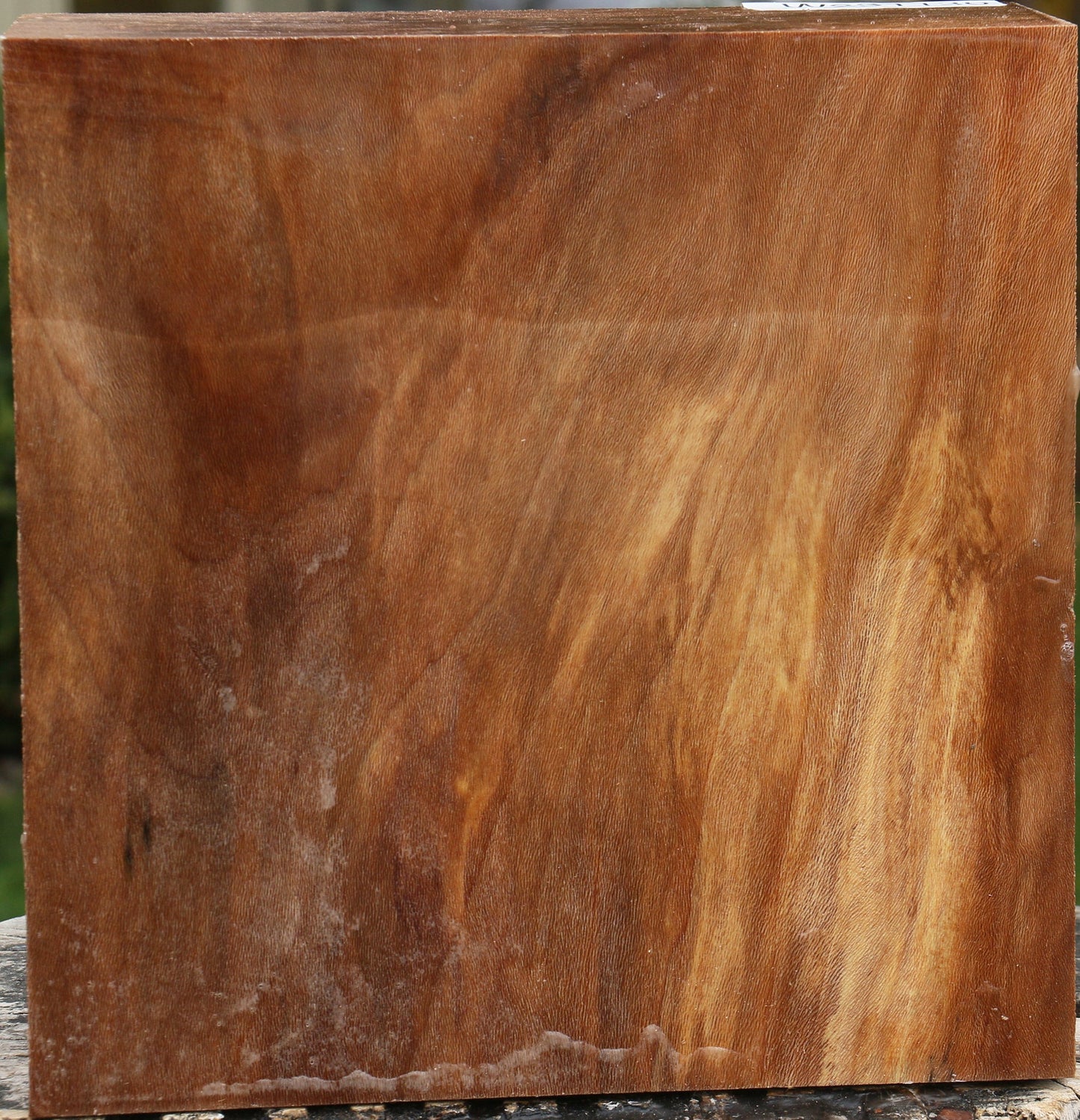 Sycamore Bowl Blank