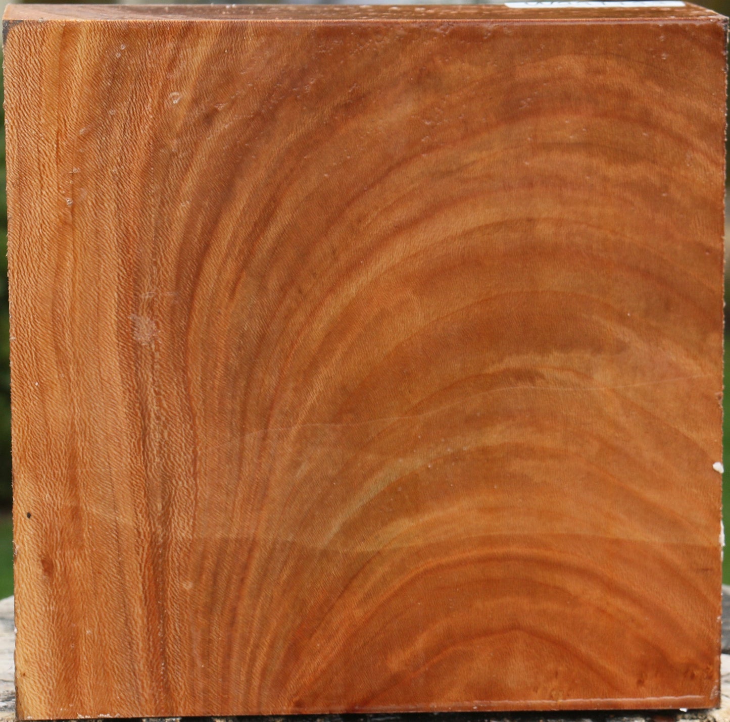 Sycamore Bowl Blank