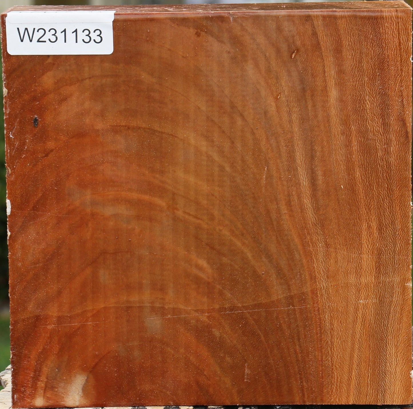 Sycamore Bowl Blank