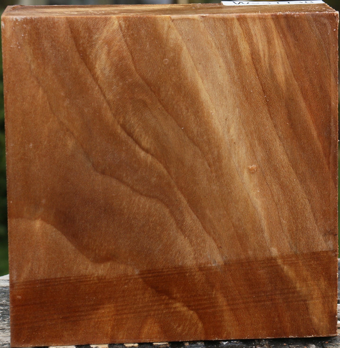 Sycamore Bowl Blank