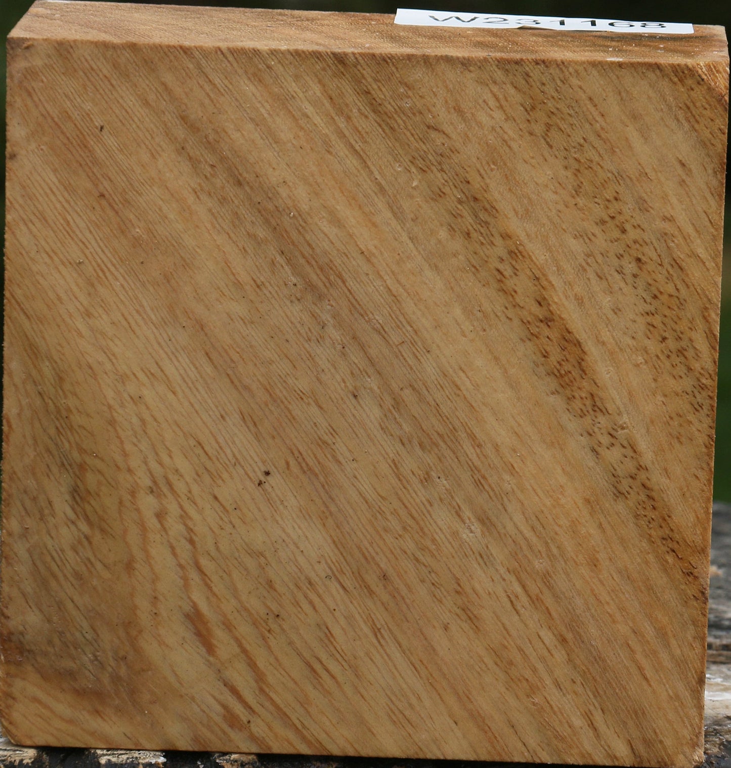 Sycamore Bowl Blank