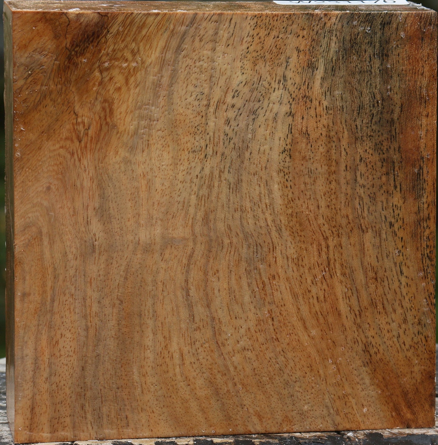 Sycamore Bowl Blank