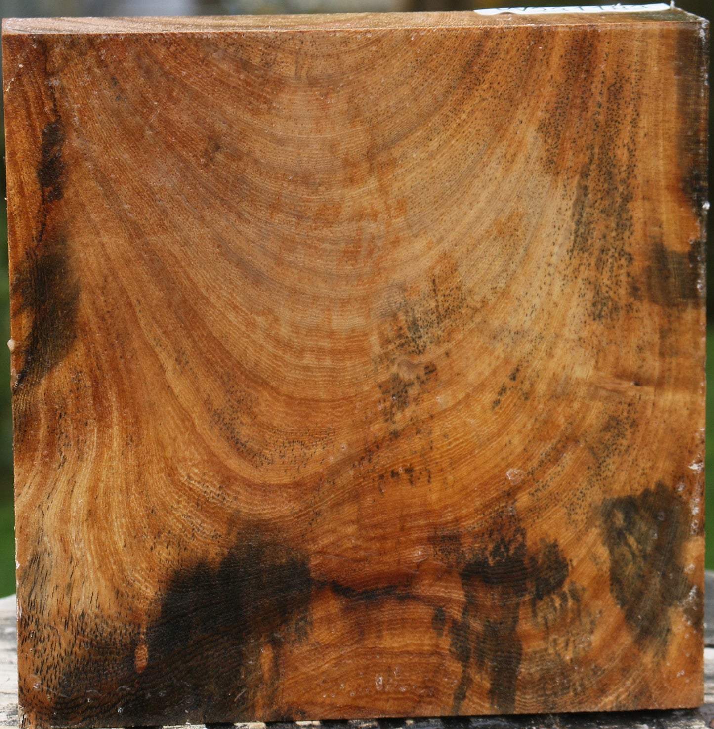 Sycamore Bowl Blank