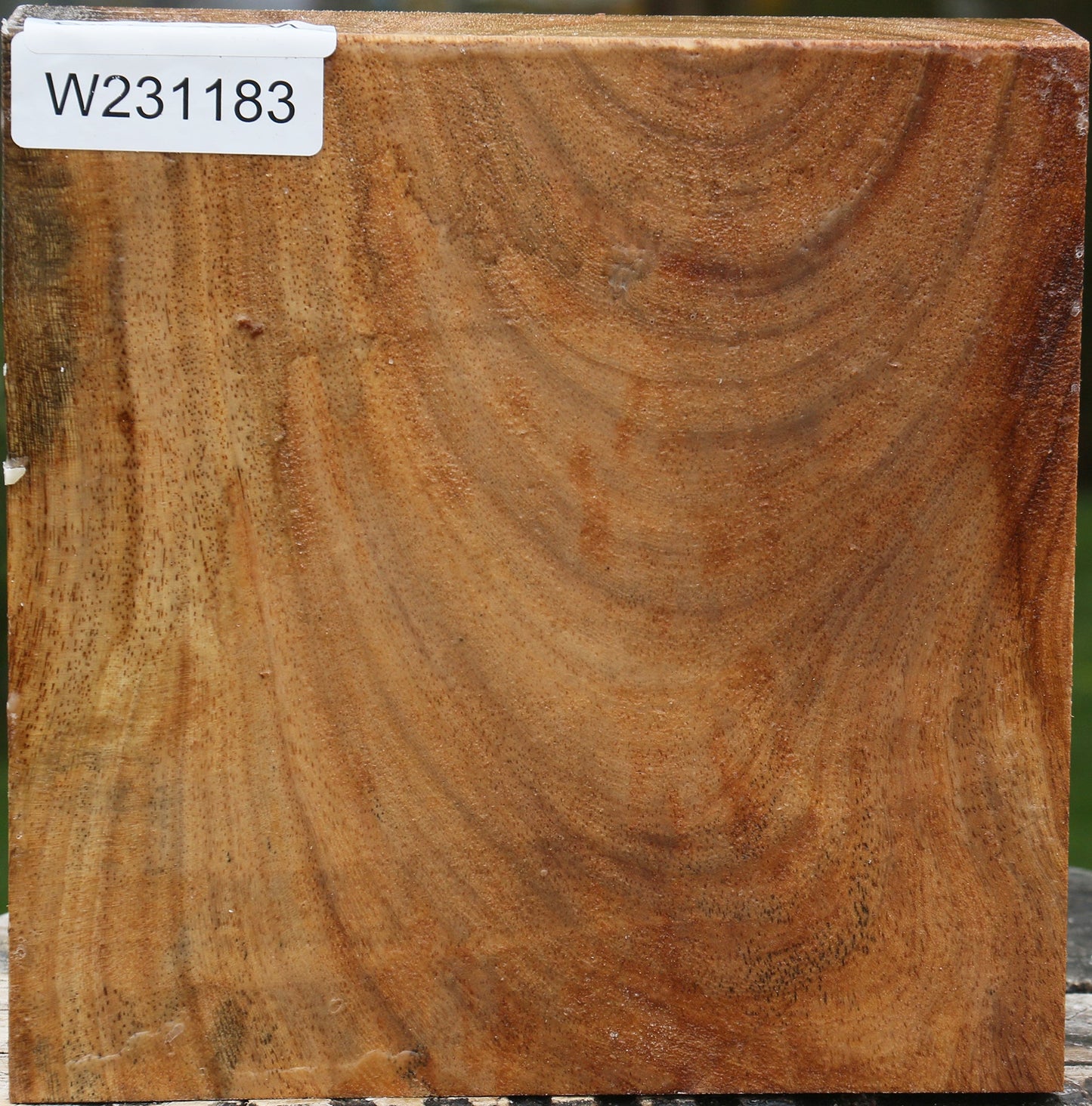 Sycamore Bowl Blank