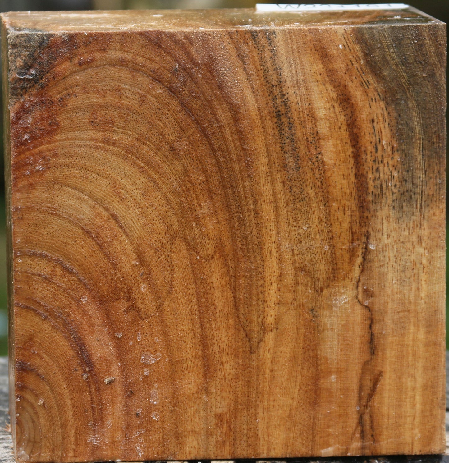 Sycamore Bowl Blank