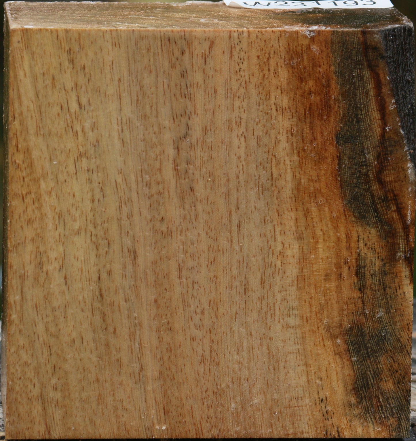 Sycamore Bowl Blank