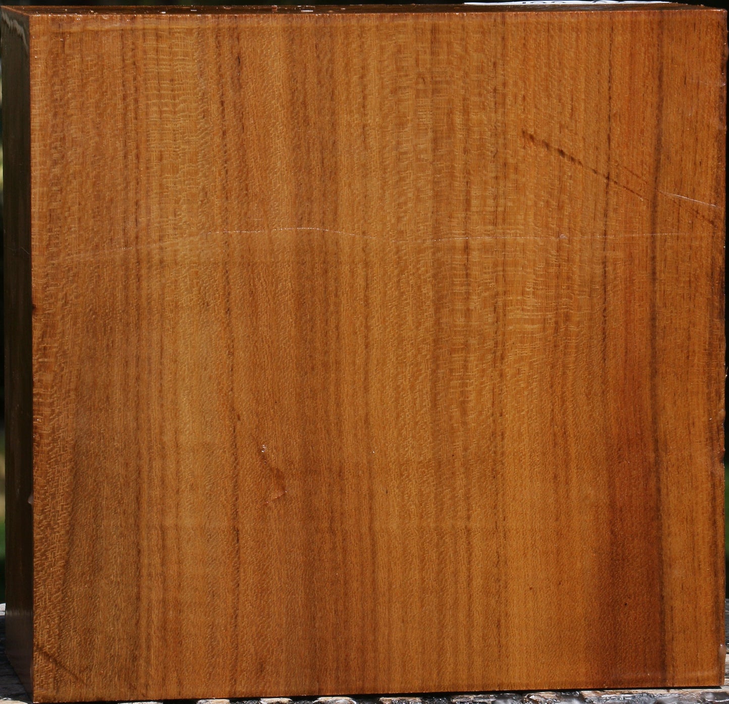 Silver Wattle Bowl Blank